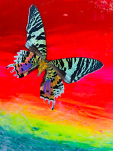 Load image into Gallery viewer, Rainbow Butterfly Wall Art