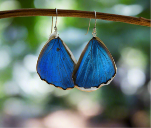 🦋 Blue Morpho Didius Butterfly Earrings