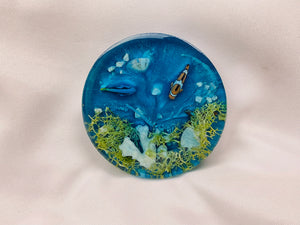 Nemo & Dora Coaster