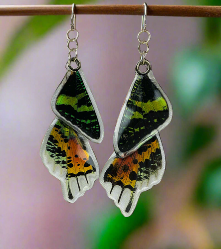 🦋 Urania Ripheus Earrings