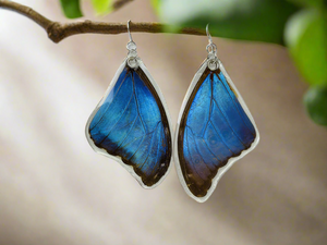 🦋 Blue Morpho Didius Butterfly Earrings