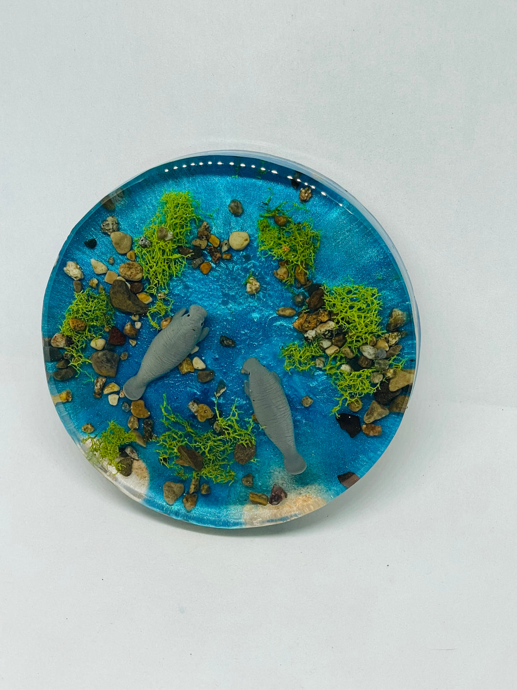 Manatee Coaster